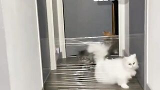 Compilation Drôle d'Animaux