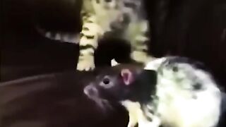 Funny Animals Videos Of The Day 0049! ????????