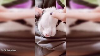 Compilation Drôle d'Animaux part.4