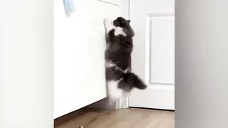 Les animaux les plus drôles / Amusez-vous avec les chats et les chiens 2023 / LA #157