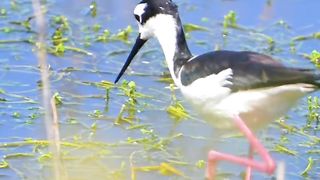birds sound so awesome
