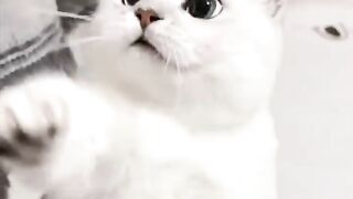 Animaux drôles | Adorables chats et chiens 2023 #138