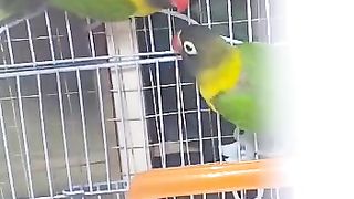 Love Birds Black mask