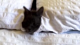Animaux drôles | Adorables Chats et chiens 2023 #139