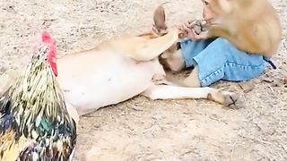 Dog and monkey Best funny video