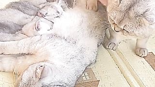 The Purrfect Life: A Day in the Life of a Kitten" 2