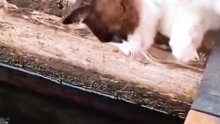 The Purrfect Life: A Day in the Life of a Kitten" 3