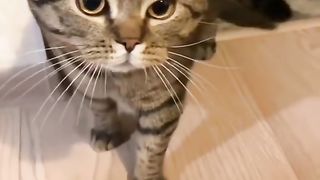 The Secret Life of Cats: A Revealing Look into their Mysterious World