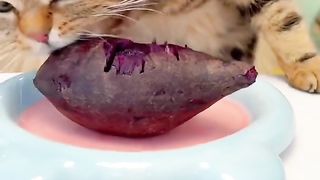 The Secret Life of Cats: A Revealing Look into their Mysterious World 2