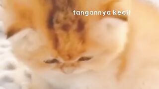 Kitten vs. The World: A Comedy Adventure 3