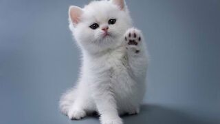 Kucing gemes