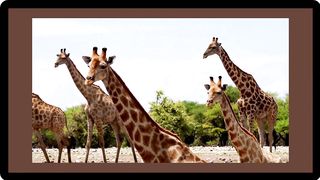 "Watch Giraffes in Action: A Tour of the African Savannah!"