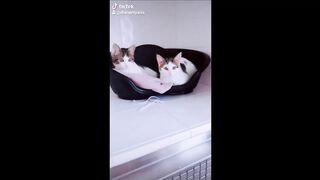 Compilation Drôle d'Animaux part.5