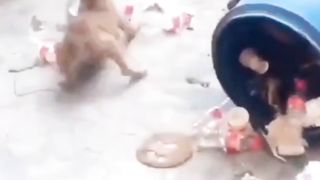 Amazing funny vidéos animals