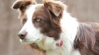 Two different colored eye dog "dog eyes two colors"