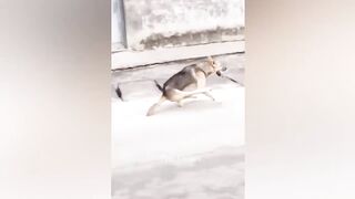 Animaux les plus drôles 2023 ???? Meilleurs chats et chiens ???????? drôles #7_transcode.