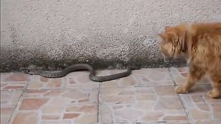 snake vs cat