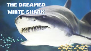 THE DREAMED WHITE SHARK