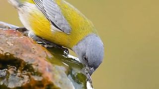Birds lovers