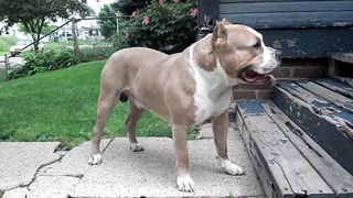 Big Meech at 2 years