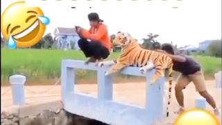Funny video 837