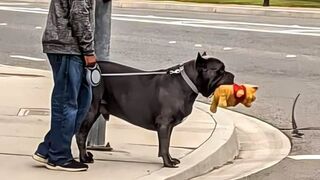 When you need a dog for protection but get a comedian - Funny Animals 2023