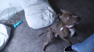 PITBULL defends his PARENTS from HITTING EACH OTHER!