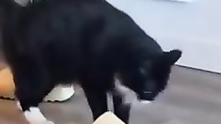 Funny animals 45