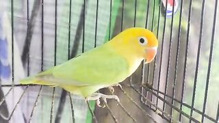 Lovebirds 4
