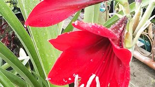 Flower 6