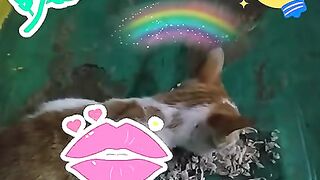 My cats 3