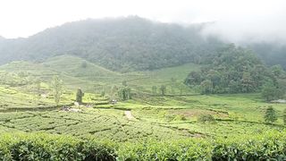 green tea plantations and blue skies