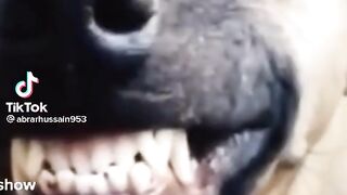 Funny video 848