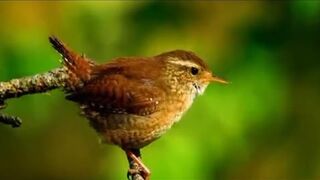 The Sparrow World || Beautiful Small Bird