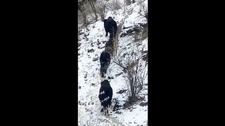 Yaks zombies.