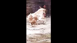 Funny Punjabi Dubbing dog and hen funny ???? Dubbing animal video