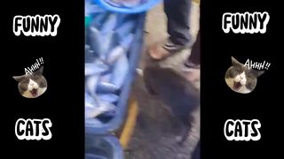 Funny cat part-2