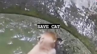 Savee cat