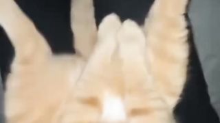 Video lucu 13