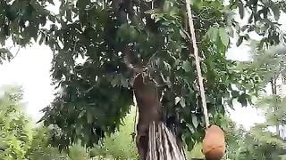 Bolang bangka