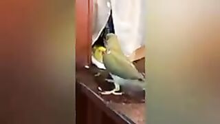 FUNNY AND CUTE PARROTS