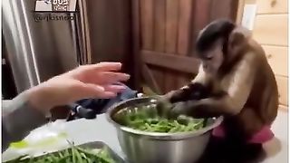 Monkey funny video | Reena Ft. Kunji bhabhi | DUB केंद्र! Dub Kendra Kisna