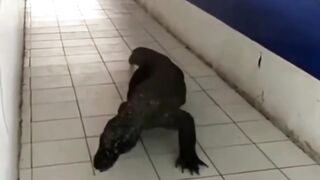 Cute komodo