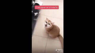 Compilation Drôle d'Animaux part.7