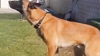 Funny animal video 5