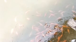 ikan di kolam