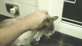 Cat dies in microwave - Banned Video released - Warning! Extreme mature content!!! crude unedited