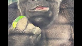 Gorilla????