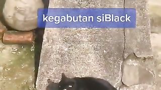 crazy cat
