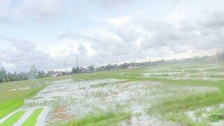 View of the rice fields on the train